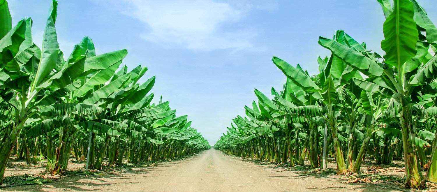 Co-op owner sells bananas, wants to earn carbon credits