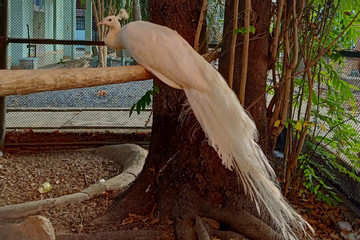 Chim khổng tước bay lạc vào nhà dân ở TP Thủ Đức