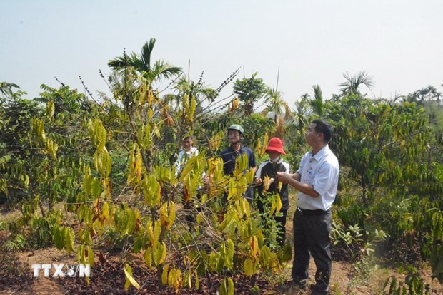 Drought at peak dry season impacts over 20,000ha of farmland hinh anh 1