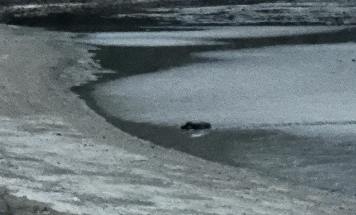 vich boi tu malaysia den con dao de 108 trung.jpg