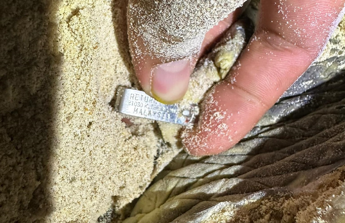 vich boi tu malaysia den con dao de trung.jpg