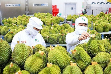 Durian exports gross US$253 million in first quarter