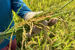 Việt Nam sắp có sản phẩm ‘lúa giảm phát thải’