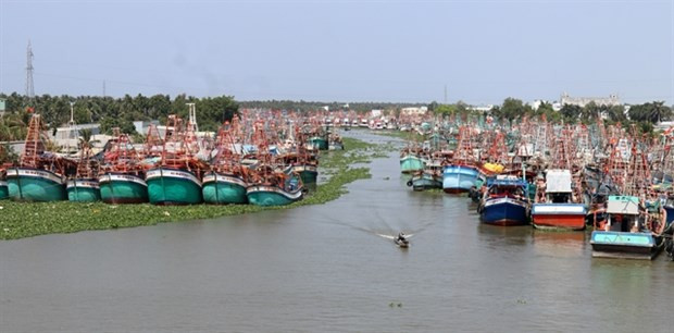 Enterprises want clearer regulations on seafood production hinh anh 1