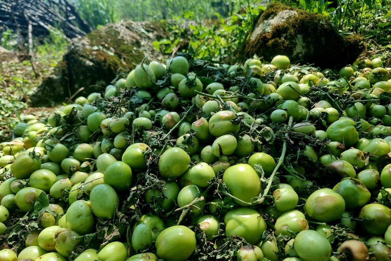 Vạn gốc cà chua tan hoang sau mưa đá, chủ vườn bật khóc