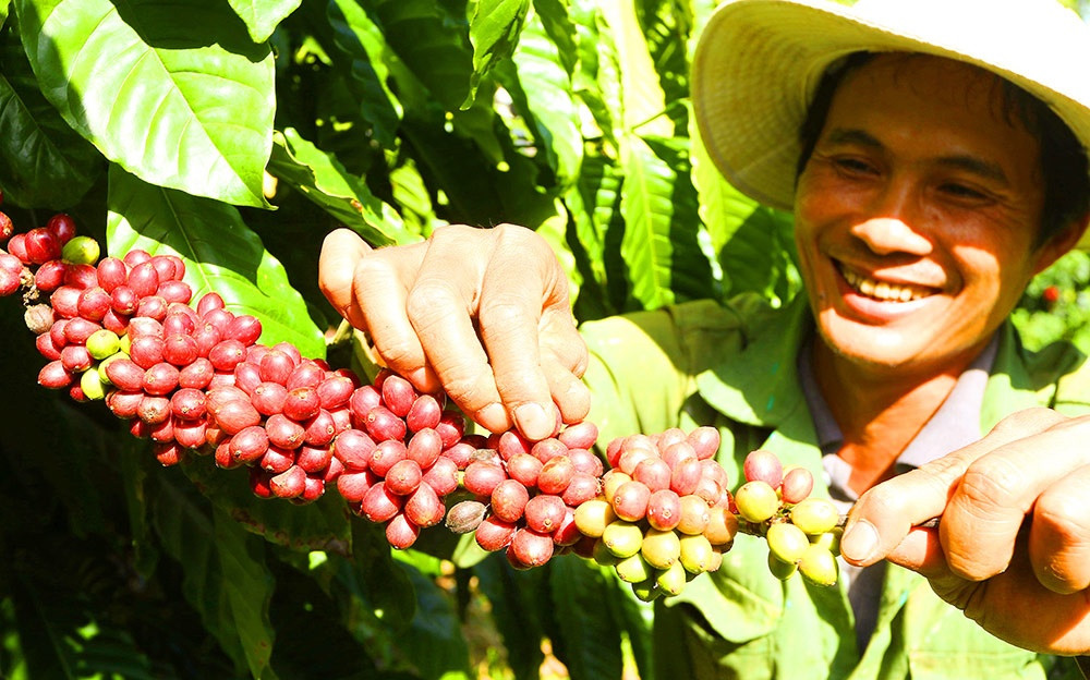 Cost increase issues put coffee purchasers on alert