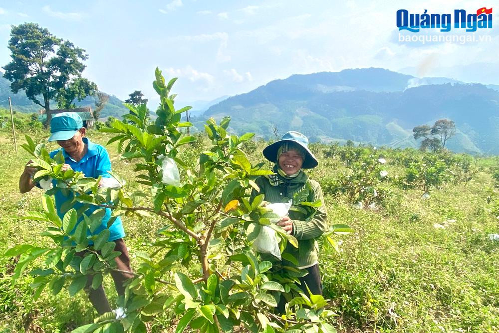 Hiệu quả từ phần mềm dữ liệu dùng chung