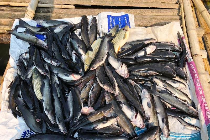 Nước sông Mã màu đen sẫm, cá nuôi lồng bè chết bất thường hàng loạt