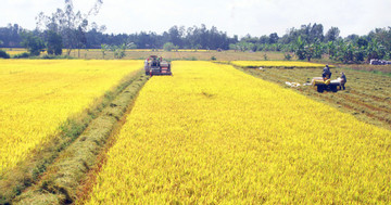 Traceability records maintain reputation of Vietnamese rice