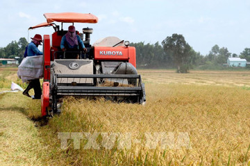 Vietnam's 2024 rice exports seen beating target