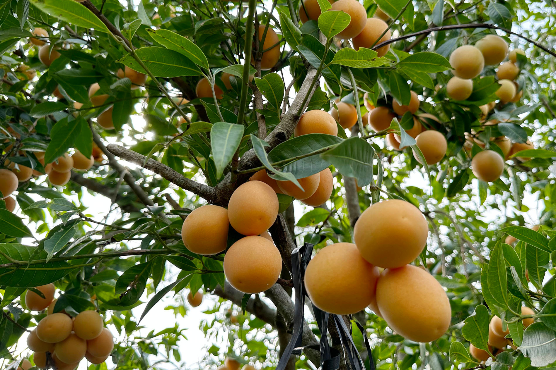 Lão nông thu bộn tiền nhờ 'bí kíp' cho cây thanh trà ngọt ra trái nghịch vụ