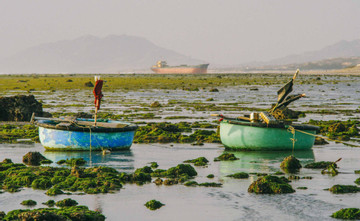 ﻿Enchanting green moss beach in Ninh Thuan