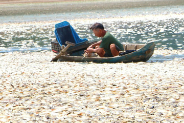 Hơn 200 tấn cá chết trắng, bốc mùi hôi ở Đồng Nai