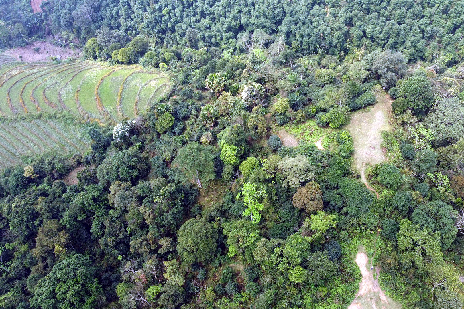 Về vùng sản xuất 'đệ nhất phẩm trà' được Tổng Bí thư dùng tiếp đãi thượng khách