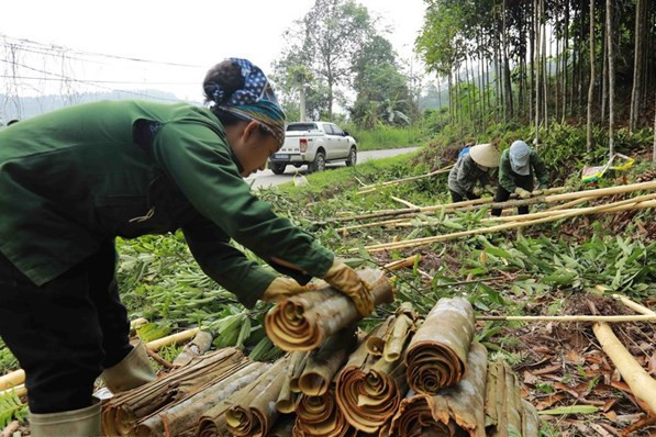 Vietnam strives to remain world’s biggest cinnamon exporter