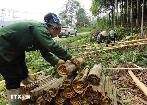 Vietnam strives to remain world’s biggest cinnamon exporter hinh anh 1