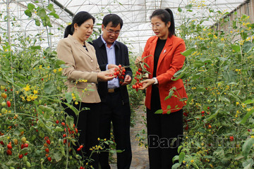 Bắc Ninh hỗ trợ nông dân chuyển đổi số trong sản xuất nông nghiệp