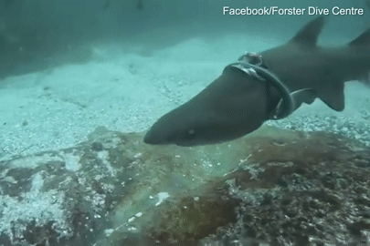 Cá mập bị vòng nhựa siết chặt lộ nguyên phần thịt trên đầu