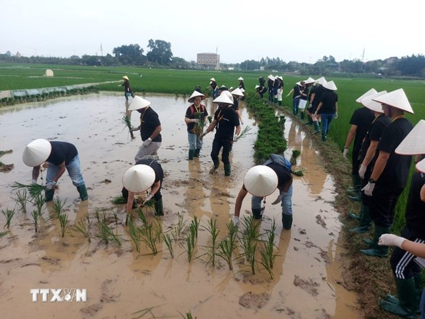 Duong Lam ancient village charms visitors with farm experiences