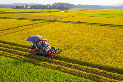 Một triệu ha lúa phát thải thấp: Có thể thu 100 triệu USD từ bán tín chỉ carbon