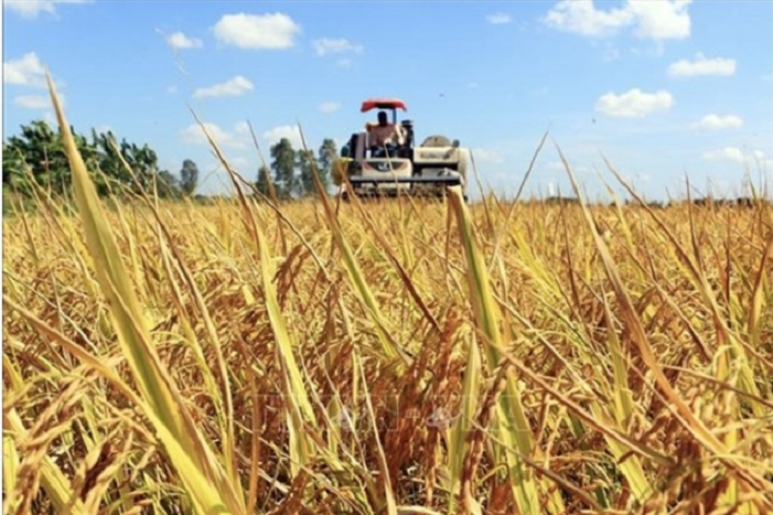 Over 1mil. to be trained for massive high-quality, low-emission rice project