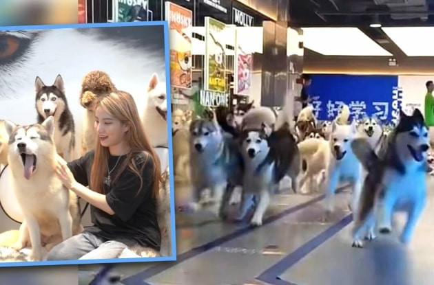 chohusky.jpg