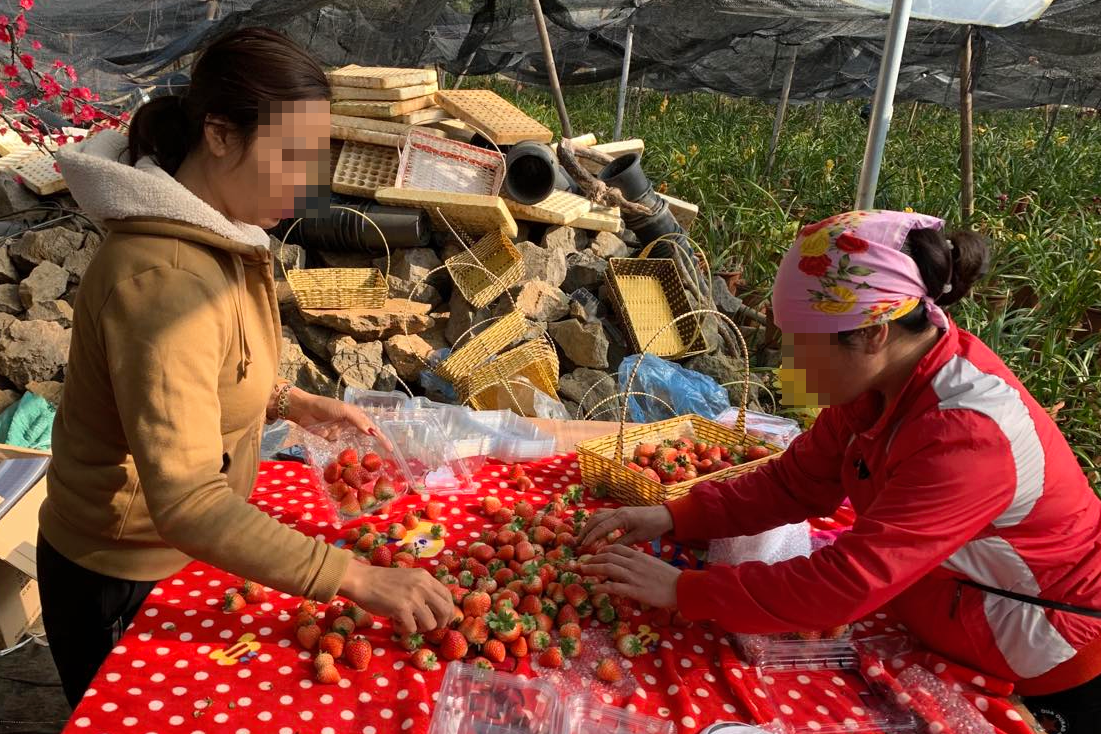 Loại quả giúp chống lão hoá đang được bán khắp nơi ở Việt Nam dau tay.png