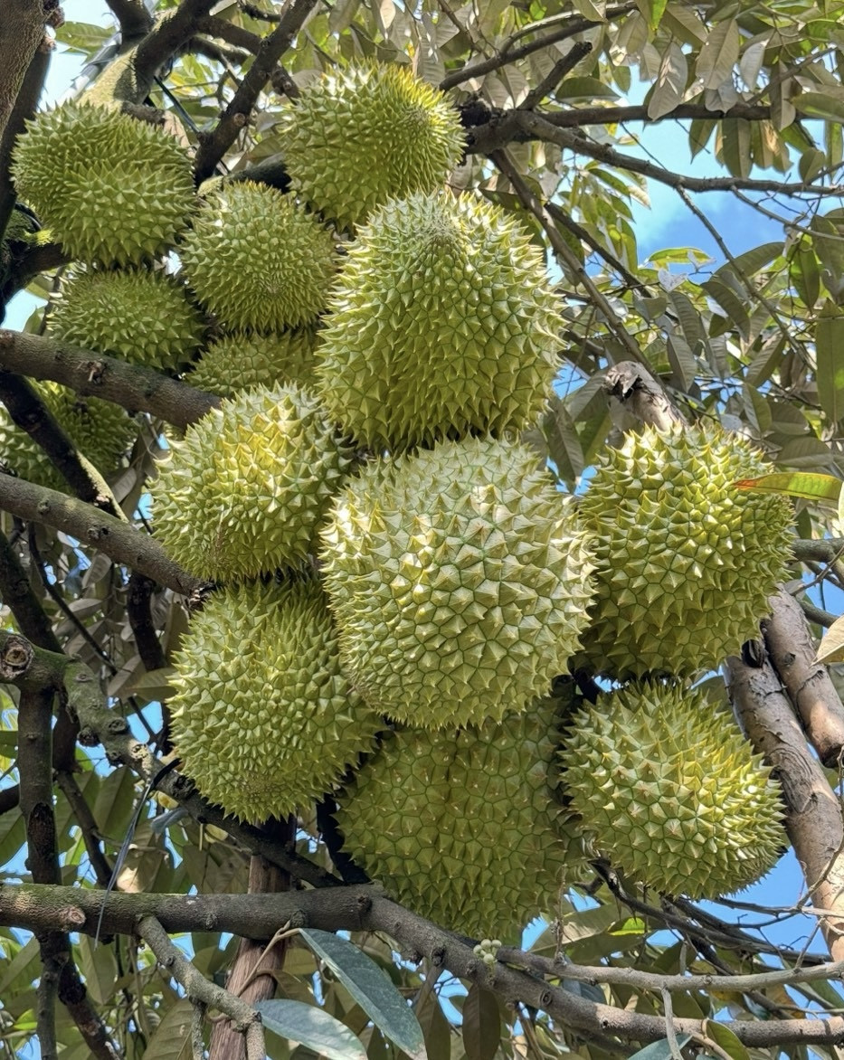 durian manhkhuong.jpg