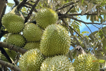 Durian rises in price to nearly VND1 million per kilo