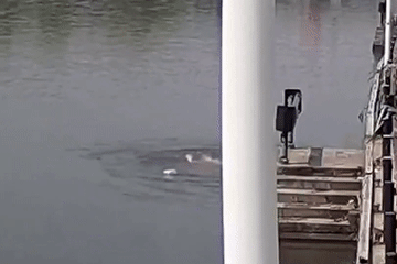 Người hùng nhảy xuống sông cứu người phụ nữ đang chới với dưới dòng nước