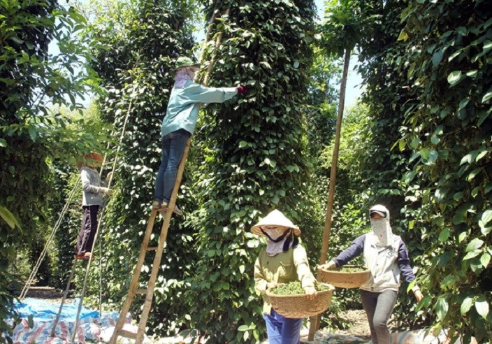 Vietnam’s spice industry has 14 factories with deep processing
