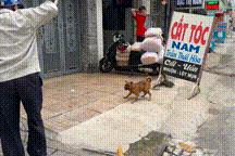 Theo chân đội bắt chó thả rông đầu tiên tại Đồng Nai