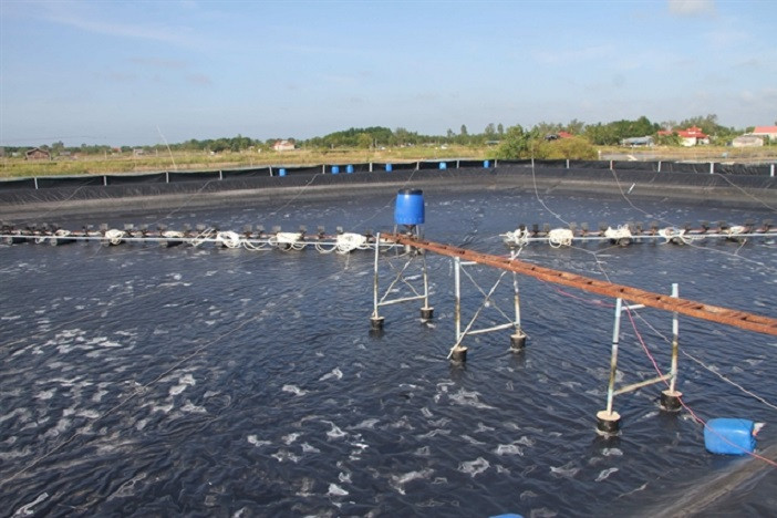 Bac Lieu develops the shrimp industry value chain