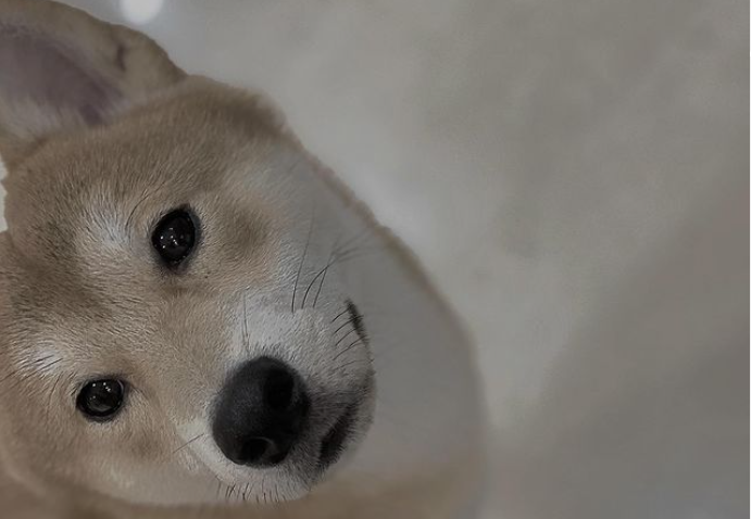 cho cua son tung.png