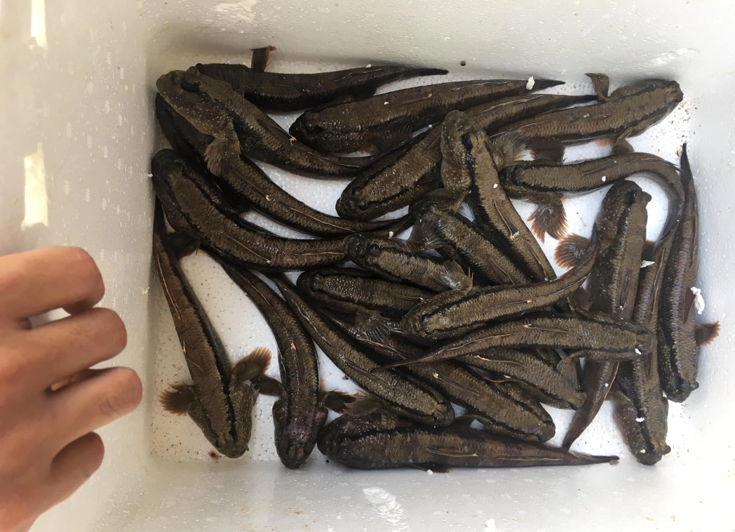 cathoiloi chithien.png