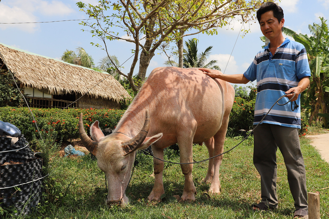 Có con trâu hiếm, lão nông miền Tây thu hút hơn 200 người đến xem mỗi ngày