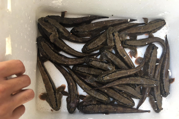 Expat travels 440km to buy mudskipper fish