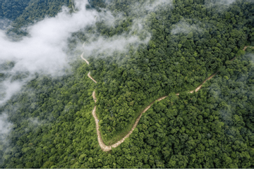 Organization to buy forest carbon credit for $10/ton of CO2