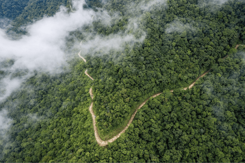 Organization to buy forest carbon credit for $10/ton of CO2