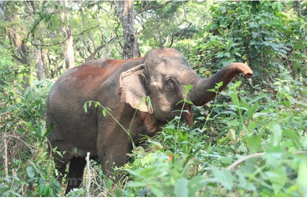 Vietnam exerts efforts to reverse biodiversity decline trend