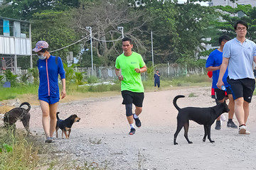 Những chú chó “gây bất an” vẫn đầy công viên, đường phố TP.HCM