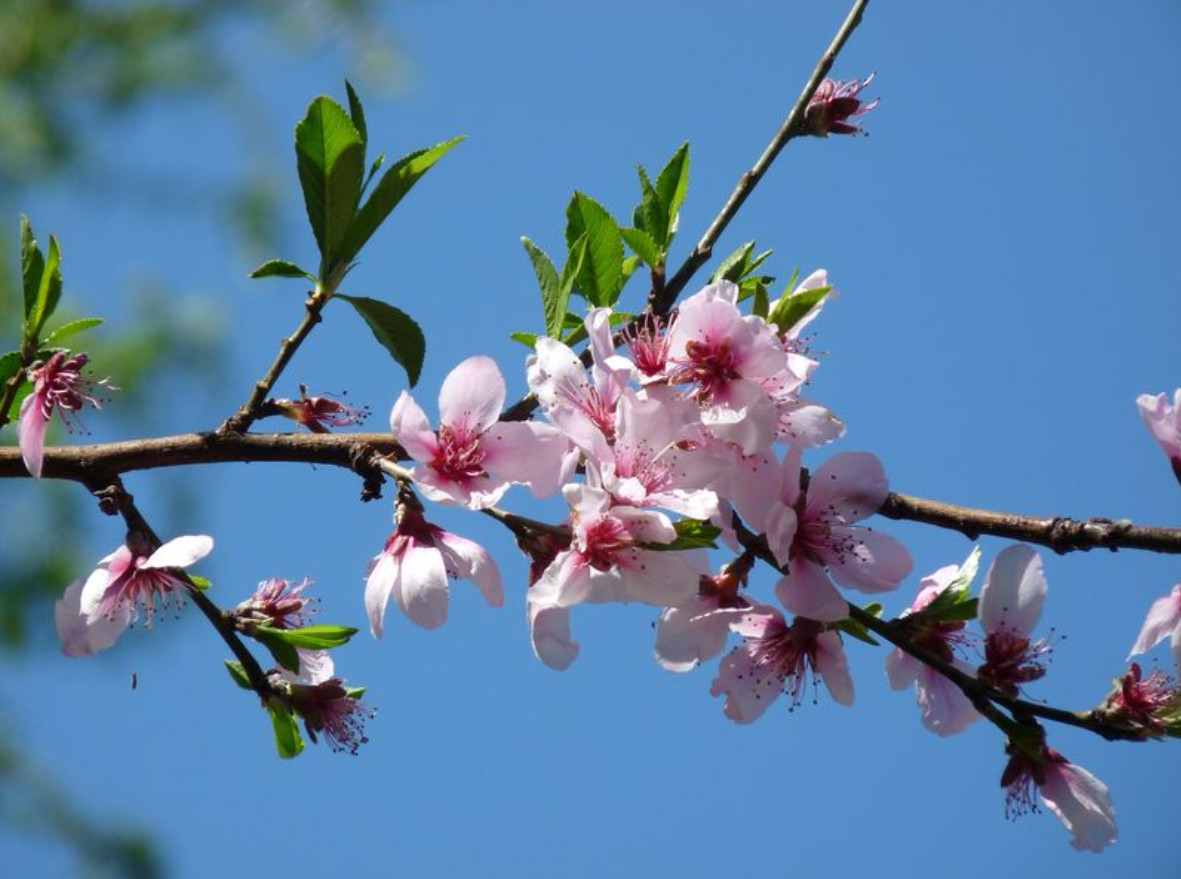 dong kinh hoa dao.jpg