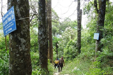 Man devotes 20 years to preserving precious tree species on Yen Tu Mountain