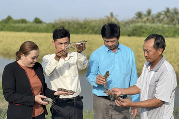 ‘Vua tôm’ Minh Phú’: Tôm - lúa thuận thiên giúp nông dân thu tiền tỷ