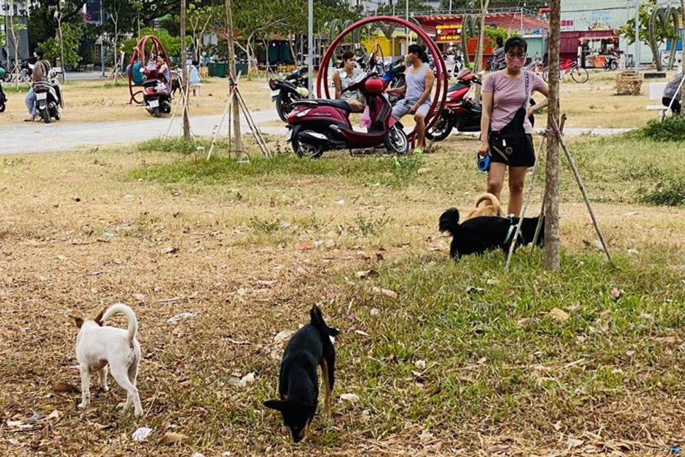 Làm sao dẹp được 'vấn nạn' chó thả rông, phóng uế bừa bãi?