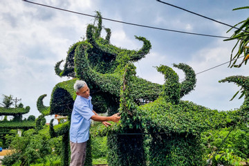 Mê mẩn vẻ đẹp của cây sanh dáng ‘lão’, ‘suối tiên’ ở Nam Định