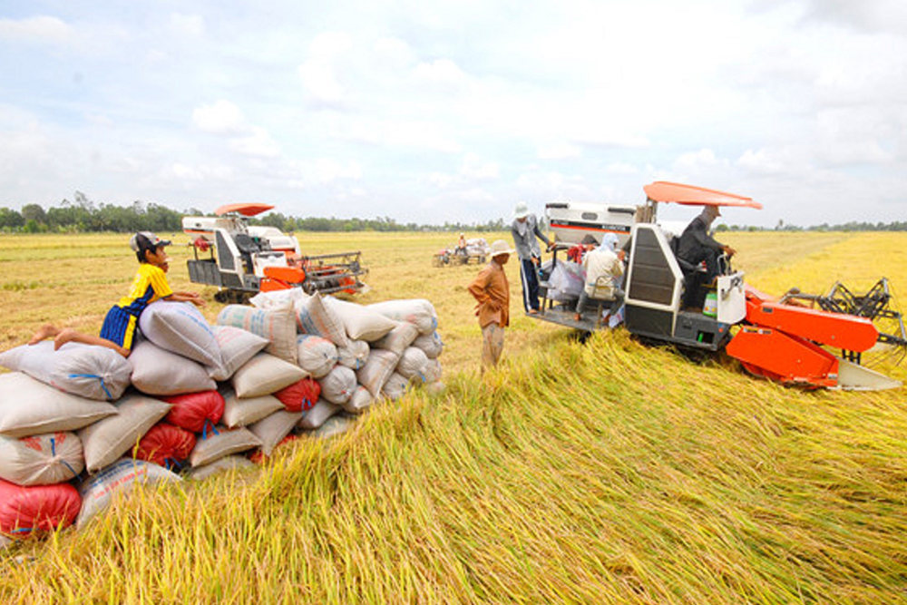 Phát triển vùng đồng bằng sông Cửu Long hiện đại, sinh thái, văn minh và bền vững