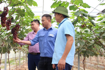 Lai Châu đẩy mạnh chuyển đổi số trong sản xuất nông nghiệp