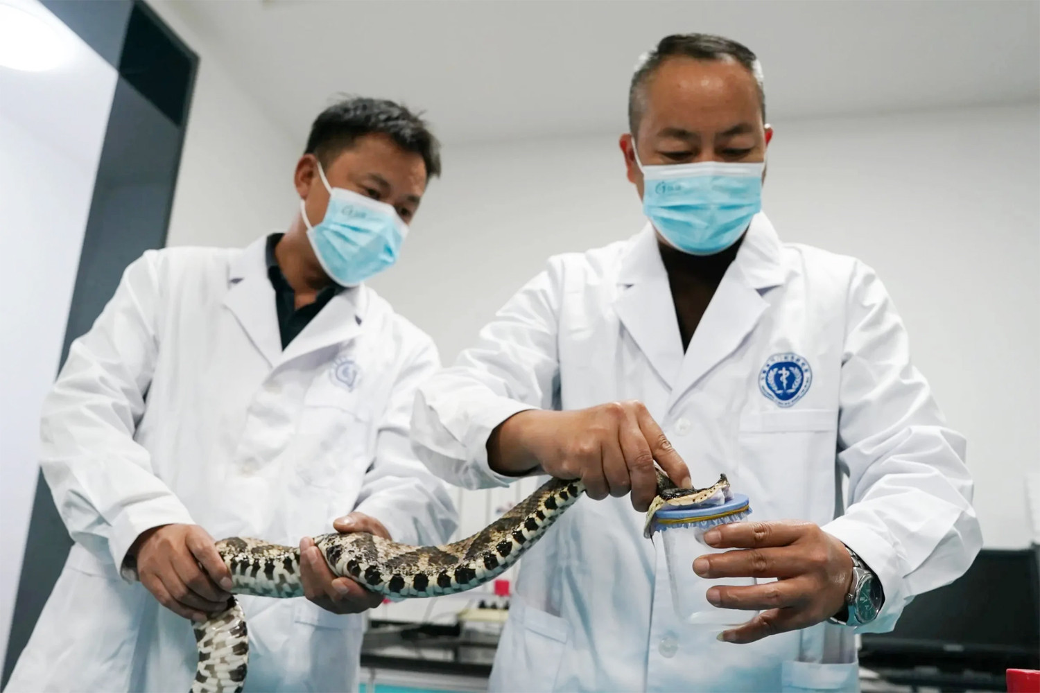 Hành động của bệnh nhân bị rắn cắn gây nguy hiểm cho bác sĩ