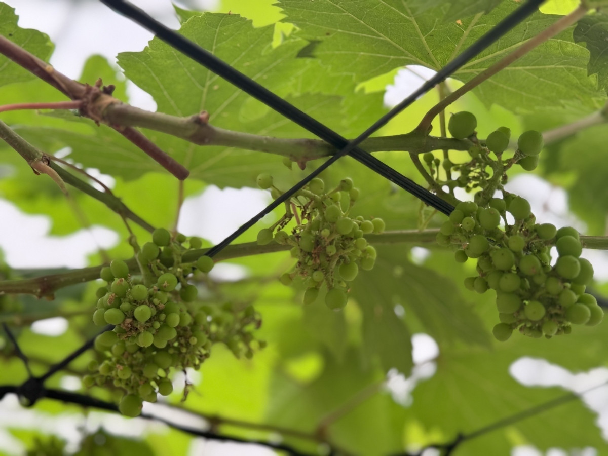 mua cave ideal check-in point for visitors during national holidays picture 7